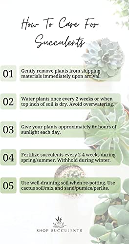 Shop Succulents | Unique Collection | Assortment Of Hand Selected, Fully Rooted Live Indoor Succulent Plants, 6-Pack C #TOP7