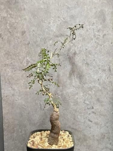 パキプス オペルクリカリア」の人気商品一覧 | 安い商品を通販サイト