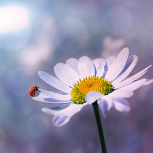 Meditace uprostřed noci, když nemůžete sp&aacute;t - energie, l&eacute;t&aacute;n&iacute;, kopretina - klav&iacute;rn&iacute; hudba