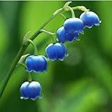 Convallaria Majalis Colorful Lily of the Valley Orchid Seeds 100 Seeds (Item No: 8)