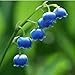 Convallaria Majalis Colorful Lily of the Valley Orchid Seeds 100 Seeds (Item No: 8)