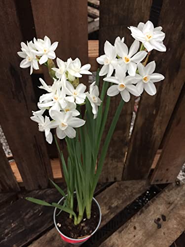 5 Ziva Paperwhites 13-15cm- Indoor Narcissus: Narcissus Tazetta: Nice, Healthy Bulbs for Holiday Forcing!! 5 Ziva Paperwhites 13-15cm- Indoor Narcissus: Narcissus Tazetta: Nice, Healthy Bulbs for Holiday Forcing!!