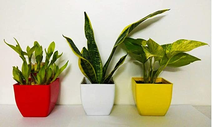 FLORA SOLUTIONS Combo Set of 3 Live Two Layer Lucky Bamboo Plant Snake Plant, Desi Money Plant With Plastic Pot Combo Of 3 Live Plants (B0C1SWC8X1) Amazon Price History, Amazon Price Tracker