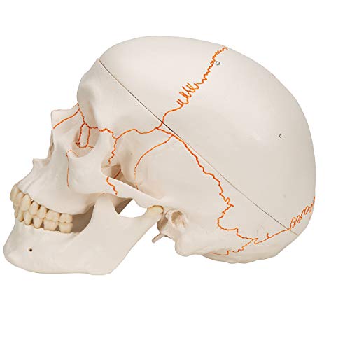 image for 3B Scientific A21 Plastic 3 Part Numbered Human Classic Skull Model, 7