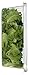 Little Leaf Farms Crispy Baby Locally grown, Green Leaf Lettuce, 4 Ounce
