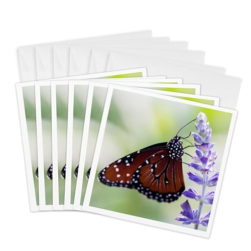 Cartes de vœux papillon américain 3dRose gc_278854_1 lot de 6