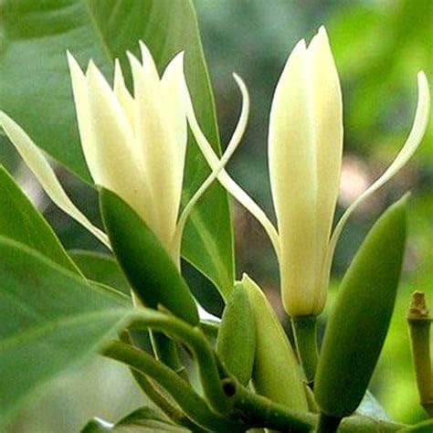 Mphmi Live Plant Nursery NCR Nurseryplant Michelia Champa Son plant Champa (White) - Plants (B0C4H1MFT2) Amazon Price History, Amazon Price Tracker
