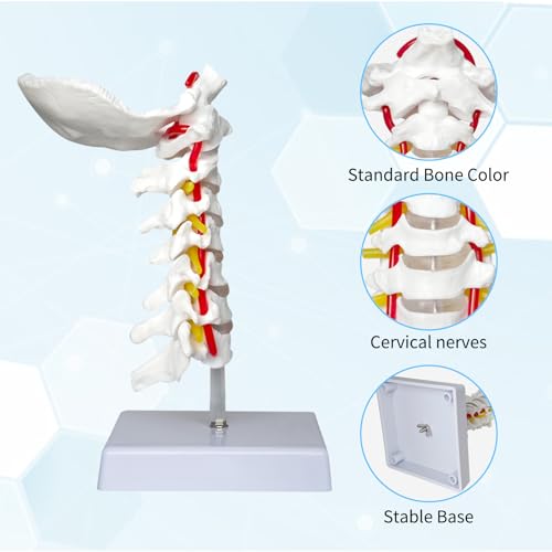 Image of SFXYJ Cervical Spine Model - Life Size Vertebral Spine with Vertebrae, Nerves, and Occipital Plate for Science Classroom Study, Display, Teaching, Medical Model