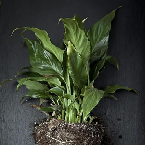 Image of Live Peace Lily Plant Flower Plants Peacelilly Plant Indoor Outdoor FlowerIng Plant With Black plastic Pot For Home & Garden Decore Pack Of 1 (LIVE PEACE LILY PLANT) (peace lily)