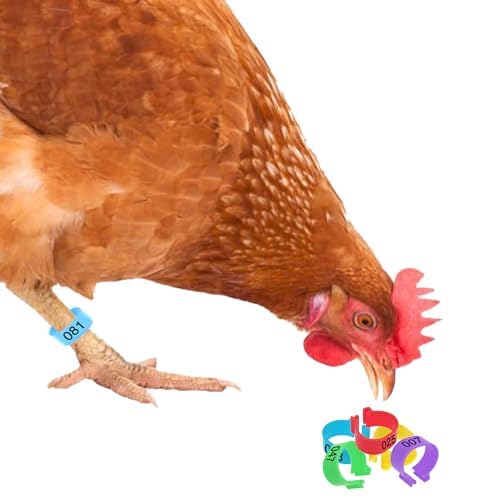 JOR Faixas de perna de frango, faixas de plástico numeradas e multicoloridas para patos, perus, páss
