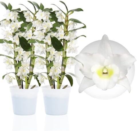Real Indoor Plants - 2 Bambus Dendrobium Akatsuki Nobile Orchideen - Flowering - Dutch Quality - Height 30-40 cm (Non-artificial, No Fertiliser and Pot, No Seeds