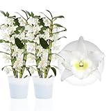 DUTCH BULBS EXCLUSIVE PLANTS FROM HOLLAND