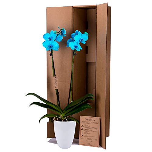 DecoBlooms Premium Aqua Orchid Live Indoor Plant - 5 inch Blooms, Modern Pot Included, Gift Fresh Flowering Home Decor for Anniversary, Birthday, Congratulations, Get Well, Sympathy, Thank You