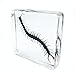 Centipede（Chilopod）（Scolopendra）Science Specimen in Acrylic Block Paperweights Science Classroom Specimens for Science Education（3x3x1 Inch）