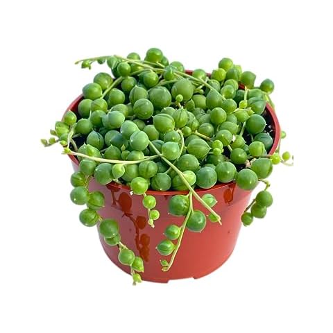 Live Succulent (4" String of Pearls), Succulents Plants Live, Succulent Plants Fully Rooted, Rare House Plant for Home Office Decoration, DIY Projects, Party Favor Gift by The Succulent Cult Cover