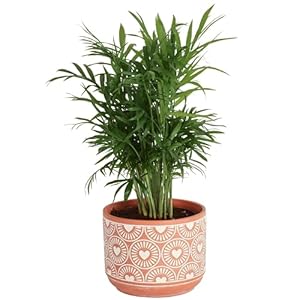 Costa Farms Parlor Palm Neanthebella Easy to Grow Houseplant Potted in Decor Plant Pot Everyday Gift for Mom For Wife From Daughter Son Room or Home Decor 1 Foot Tall