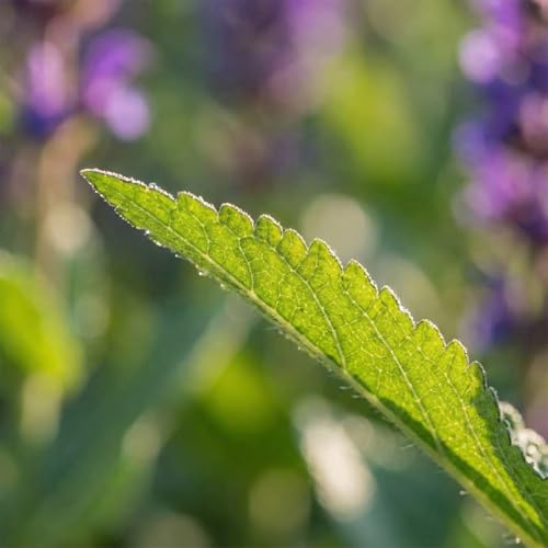 Salvia Blaukönigin