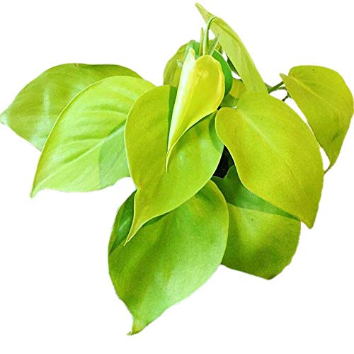 The Four Seasons Philodendron Golden Cordatum Neon Rare Natural Live Plant in Pot (B084VTMMMJ) Amazon Price History, Amazon Price Tracker