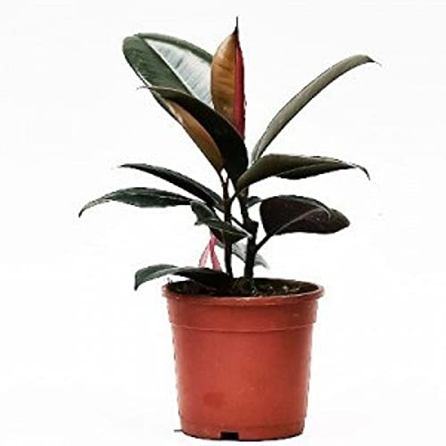 Grun Ficus Ficus Elastica Fresh Evergreen Fresh Office Decorative Indoor/Outdoor-image-23