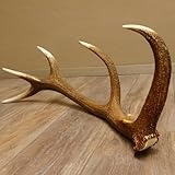 GTK Geweihe & Trophäen Krumholz ist seit über 30 Jahren Ihr Ansprechpartner für Jagdtrophäen, Zubehör und jagdliche Accessoires