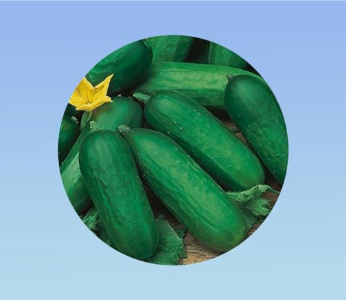 100 graines de concombre Beth Alpha - Doux et non Amer - une variété appréciée