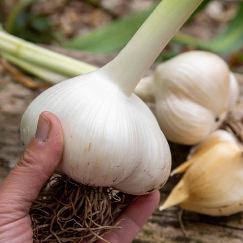 Marshalls Garden Elephant Garlic Cloves x 6 Cloves