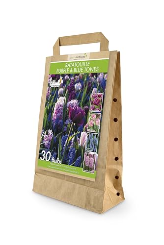 Ratatouille Purple & Blue Tones – 30 Spring Flower Bulbs – Bee Friendly – Premium Dutch Bulbs –Tulipa Margarita, Tulipa Foxtrot, Muscari Armeniacum, and Hyacinthus Fondant – Eco-Friendly Packaging