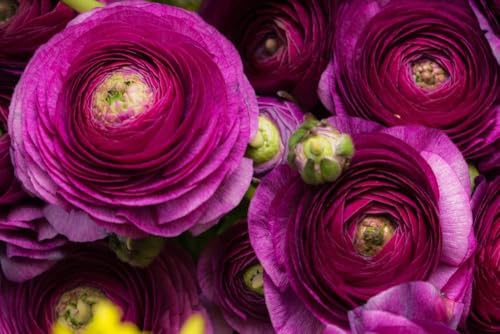 Purple Ranunculus Bulbs for Planting - Stunning Color and Long Lasting Blooms, Easy to Grow (5 Bulbs) Purple Ranunculus Bulbs for Planting - Stunning Color and Long Lasting Blooms, Easy to Grow (5 Bulbs)