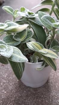 ゆん様　テトラスペルマ　ホワイトモンスター　ミント/レッドタイガー実生1株 楽天市場】観葉植物 トラディスカンチア『シラモンタナ ホワイト