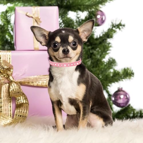 Bling Diamond Sparkly Rhinestone Dog Collar - XS Pink
