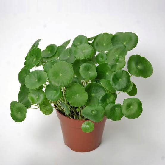 Coin Plant Centella Asiatica Gotu Kola Live Plant without pot(pac...