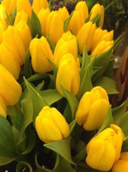 Radha Krishna Agriculture® Tulip Bulbs Yellow Tulip Bulbs for Planting Now Tulip Flowers,Dwarf Tulip Bulbs，Decorate The Garden, (Packn of 1, Yellow color) (B0B6NW9K22) Amazon Price History, Amazon Price Tracker