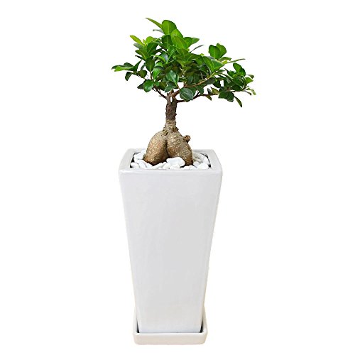 t[R[|[V KW}(K̖) ϗtA O[ XNGA픫A