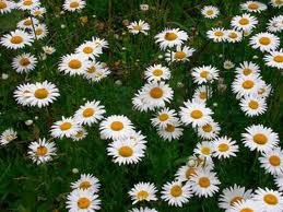 *Daisy*様 CONVERSE コンバース スニーカー ハイカット レディース 靴 白