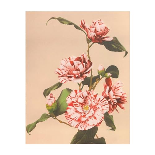 OGAWA KAZUMASA Camélias rayés impression d'art Giclée 40,6 x 50,8 cm pour habiller un mur blanc vide