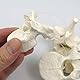 3B Scientific 5 Wirbel + kostenlose Anatomie App - 3B Smart Anatomy, A75/1