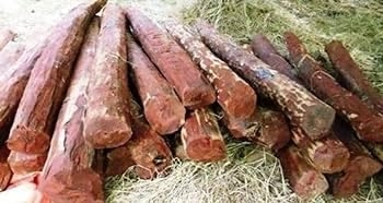 SeeGreen Red sandal wood seeds -Red Sander-Lal Chandan-Pterocarpus santalinus Seeds- Redsandal Tree Seeds -Red sandalwood seeds - Pack of 10 PCS PER PACKET /,