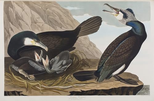 Affiche Décorative Graffiti Art Mural Peinture Poster Illustration D'oiseaux d'Amérique 60x90cm