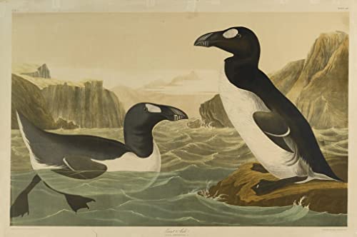 Leinwandbilder Bild Kunst Leinwand Malerei Ölgemälde Riesenalk Gedruckt von John Audubon für Wanddekoration 60x90cm