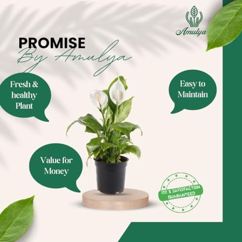 Image of Amulya FARMS & NURSERY Air Purifying White Peace Lily (Spathiphyllum) Indoor Live Plants for Living Room, Home, Office, Table, Desk Decor items | Small Size - Black Pot Included (Single Lily)