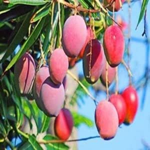Gulab Khas Mango hybrid Sweet & healthy grafted fruit plant pack of 1 (B0CTYJSD15) Amazon Price History, Amazon Price Tracker