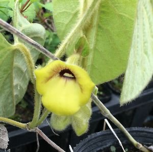 黄花 馬の鈴草(ウマノスズクサ) 黄花 馬の鈴草(ウマノスズクサ)