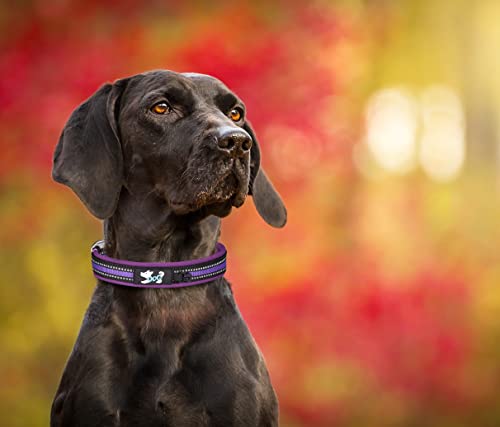 Tdtok Reflective Dog Collar For Large Medium Small Dogs With Breathable Soft Neoprene Padded, Adjustable Heavy Duty Durable Nylon Dog Collar With Metal Buck, Fit Necks: 11’’-27’’ (M, Purple) #TOP3