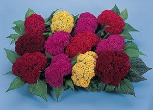 GPPX Celosia Amigo Mix 200 Seeds