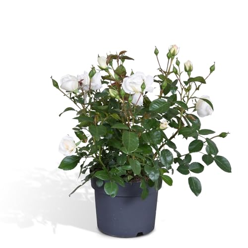 Rosier blanc - plante fleurie d'extérieur