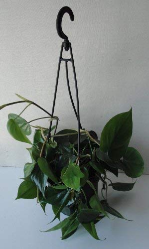 Heart Leaf Philodendron 6 Hanging Basket
