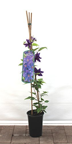 Clematis Kletterpflanzen 40-100cm topfgewachsen, verschiedene Sorten/Farben (80-100, Blau)