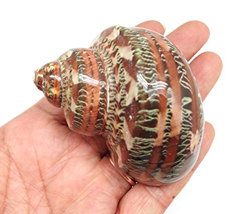 Image of PEPPERLONELY 2 PC Natural Large Hermit Crab Shells, Tapestry Turbo, 2 Inch ~ 2-1 /2 Inch