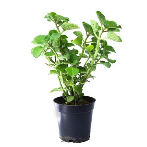 Oregano (Italian Herb) Herbal Culinary Aromatic Easy Grow Live Pl...