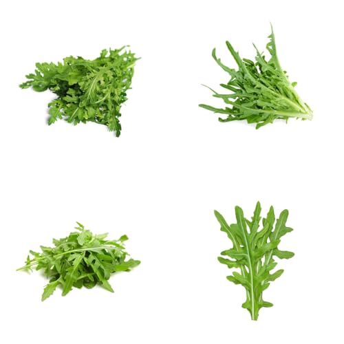 semi di rucola perenne resistente verdi da appartamento di rucola aiuole rialzate per giardino da appartamento esotiche 160pcs